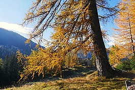 秋季,性質(zhì),木