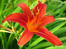 黃花菜,百合,鮮花
