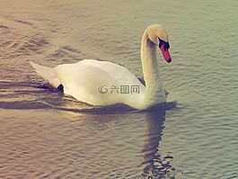 天鵝,藤壺,白天鵝
