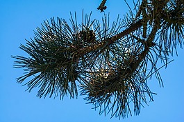 松,針,自來水