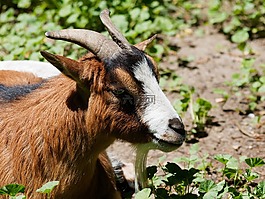 動物,山羊,biquette