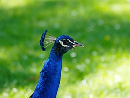 動(dòng)物,鳥,羽毛
