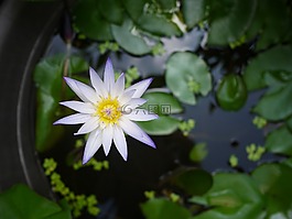 花,綠色,花園