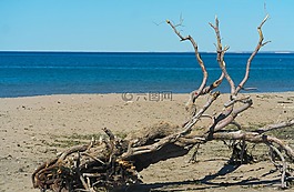 海灘,海,樹