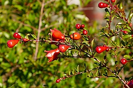 石榴,芽,橙色