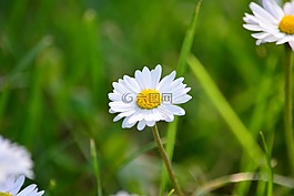 花卉,黛西,春天
