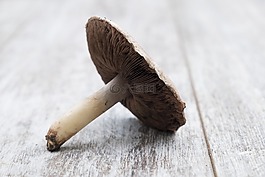 蘑菇,草的真菌,食品