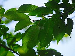 櫻桃,葉,櫻花分行