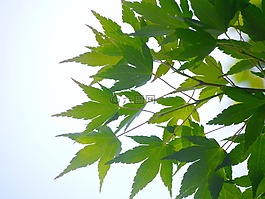 枫叶,叶,枫科