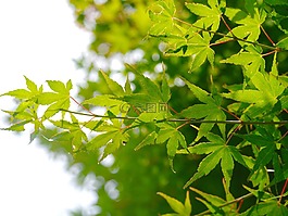 枫叶,叶,枫科