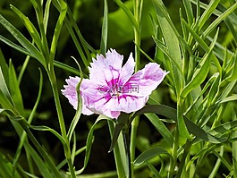 自然,植物區(qū)系,花