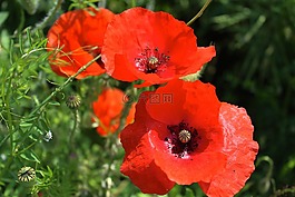 矢車菊,紅色花,指出花
