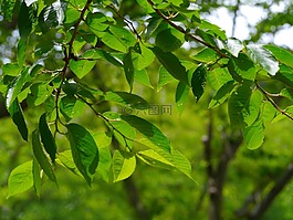 櫻桃,葉,櫻花分行