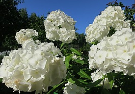 福禄考,鲜花,floksa 芽