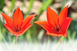 郁金香,明星郁金香,紅色