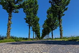 大道,樹,離