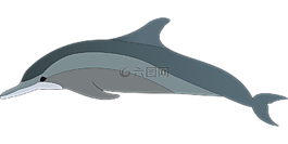 海豚,動(dòng)物,魚