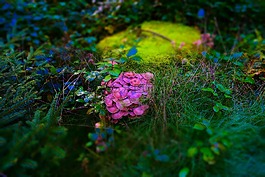 苔,蘑菇,性質(zhì)
