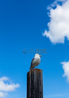 鷗,部落,性質