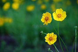 大自然,植物,鮮花
