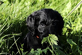 labradoodle,拉布拉多,国王狮子狗