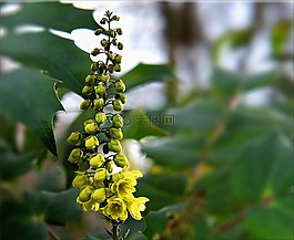 春天,鮮花,黃色花