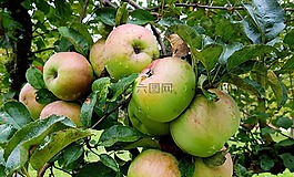 蘋果,蘋果樹,水果