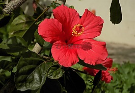 自然,花,植物區(qū)系