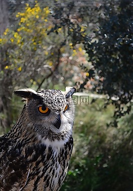 布霍,動(dòng)物園,看看