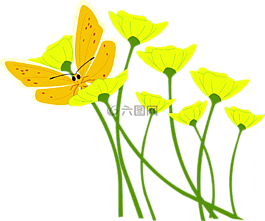 花,罌粟,蝴蝶