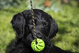 labradoodle,拉布拉多,国王狮子狗