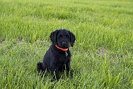 labradoodle,拉布拉多,国王狮子狗