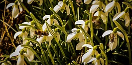 蜜蜂,雪花蓮,春
