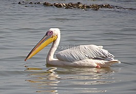 鳥,野生動物,鵜