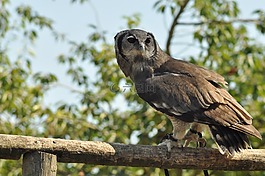 鳥(niǎo),貓頭鷹,wildparc
