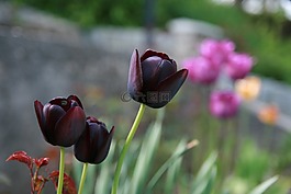 郁金香,花,性質(zhì)