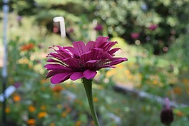 花,粉紅色,花園