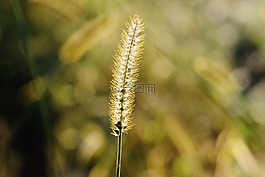 草,性質(zhì),廠