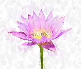 蓮花,花,粉紅色