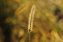 草,性質(zhì),廠