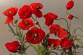 罌粟,klatschmohn,紅色