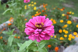 花,夏天,花園