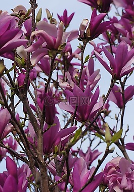 紫色,花,布什