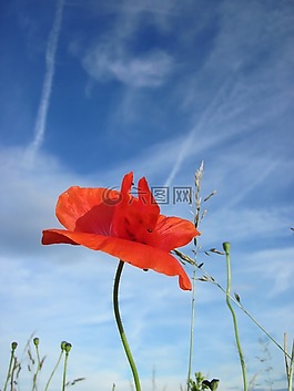 罌粟,紅色,天空