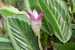 花,calathéa bicajoux,植物