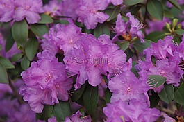 紫色,花,紫色花