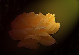花卉,玫瑰,黃色