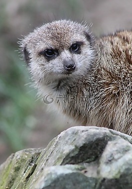 動物,動物園,貓鼬