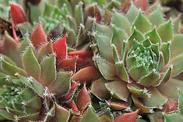 植物,仙人掌,性質(zhì)