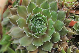 仙人掌,植物,性質(zhì)
